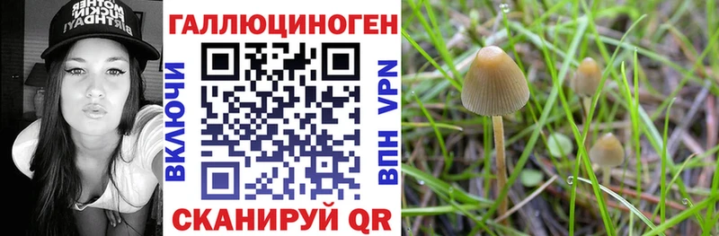 Псилоцибиновые грибы Cubensis Белореченск